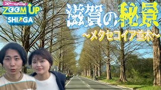 【滋賀県高島市】メタセコイアと歴史ある高島ビレッジを大特集！！エンディングでまさかのゲストが...