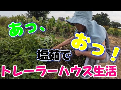 【トレーラーハウス生活】落花生の試し掘り　種が違う！　#392