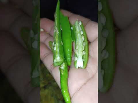 How to make Patra Recipe | Alu vadi | Arbi k patte k roll | colocasia Roll | #shorts