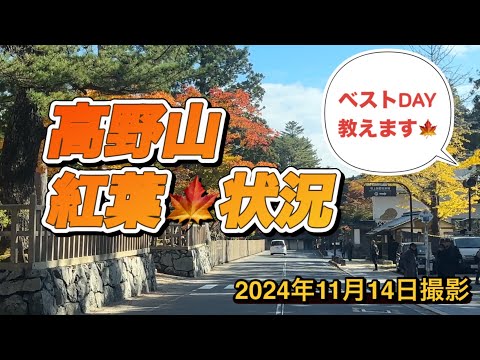 【高野山紅葉🍁状況】2024年11月14日撮影　奥之院まで車からの景観をご覧下さい#和歌山 #こうよう #なら #おおさか #け