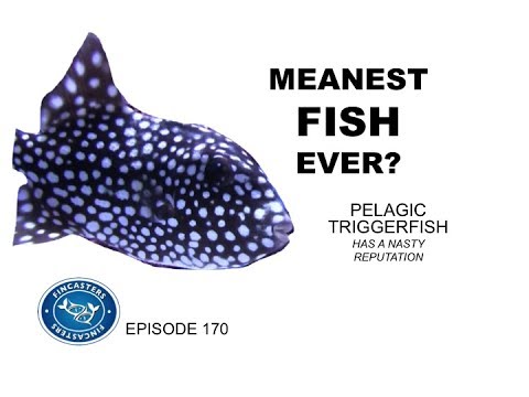 Pelagic Triggerfish is One Mean Fish Fincasters Episode 170