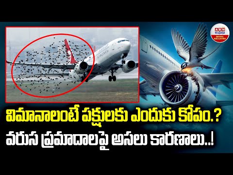 విమానాలంటే పక్షులకు ఎందుకు కోపం.? | Why Birds Hate Airplanes | Birds Vs Airplanes | ABN Digital