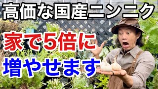 【やらなきゃ損】実はニンニクは家で簡単に増やせます　【カーメン君】【園芸】【ガーデニング】【初心者】