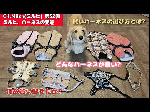 第52回ミルヒ、ハーネスの変遷　#カニンヘンダックス  #ダックスフンド  #子犬  #ミニチュアダックス  #ハーネス #ペット動画  #dog ＃犬