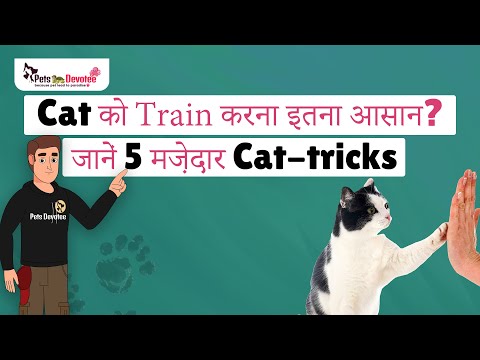 अपनी Cat को सिखाएं 5 आसान ट्रिक्स | Cat Training | Cat tricks