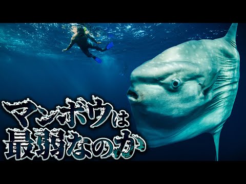 【衝撃】99%が知らないマンボウの知られざる生態