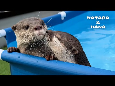 My Otters Think Pool Cleaning is Playtime