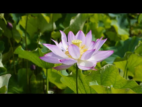 涼しげな花咲く蓮の花苑／夢前ヤマサ蒲鉾工場