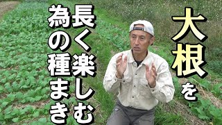 【自然農】大根を長く楽しむための種まき　2022年11月1日【natural farming】