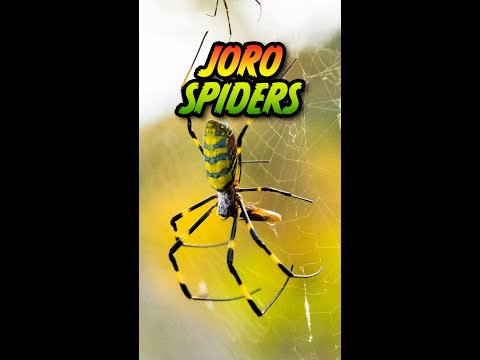 🕷️ Should you worry about Joro Spiders!?!? 😱 | #shorts #shortsfeed