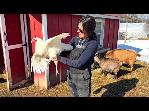 Welcome to our Homestead! | Homestead Tour (Holly gets stung 🐝🤦🏻‍♀️)