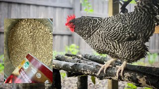 The Best Organic Chicken Feed Recipe For Long Life & Great Eggs