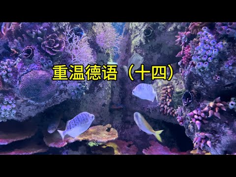 重温德语（十四）#德语 #德国#土耳其 #伊斯坦布尔的迷你海族馆