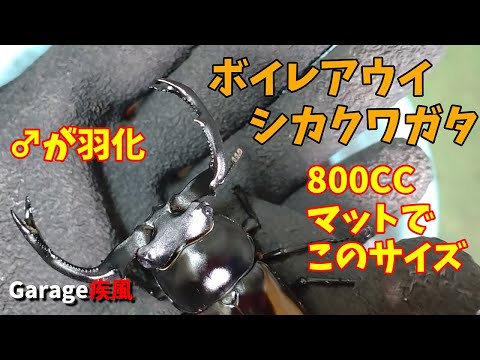 ボイレアウイシカクワガタ羽化　飼育コスパ最高　#クワガタ