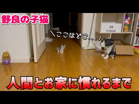 カラスに襲われてた子猫二匹がお家に慣れてくれるまで【#ラオヒョウ日記 1】