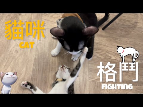 貓咪格鬥臺🐈🐈🐈🐈🐈