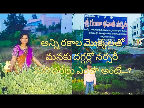 అన్నిరకాల మొక్కలతో మనకుదగ్గర్లో నర్సరీ #sri ganga Bhavani nursery challavanipeta #plantnurseryvisit