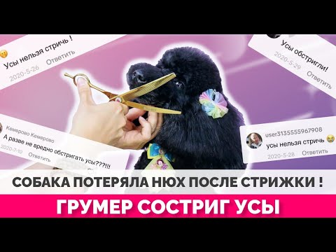 Можно ли стричь собакам усы? Функции вибриссов