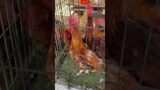 Roosters #aseel #murga #freerangechickens #chicken #short