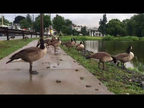 Geese Things