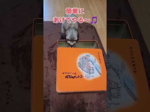 【フェレット】ふたを開ける