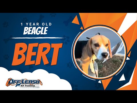 Beagle , 1 Year Old, Bert | Two Week BNT| Best Dog Trainers Northern VA |  Off Leash K9