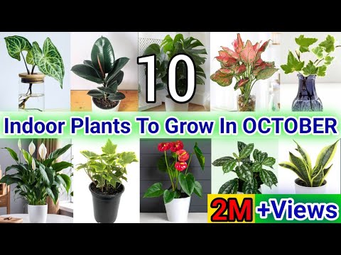 Top 10 Indoor Plants for October | Indoor Plants to grow in October | Low Maintenance indoor plant