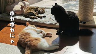 【4猫と夫婦の休日】モフモフたちと目覚める温かい冬のルーティン　953話