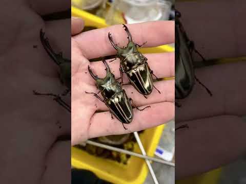 Zebra stag beetle, West Java斑馬鋸鍬形蟲 #Shorts