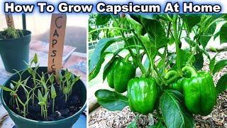 Easiest & Fastest way to grow Bell Pepper/Capsicum (शिमलामिर्च) from Fresh Seeds at Home