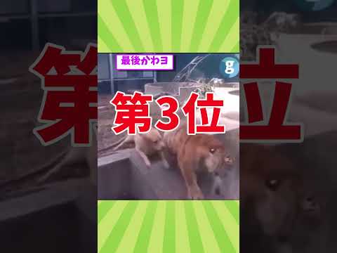 イッヌの動画見てクスッとなったら負けwww　#2ch動物スレ #動物 #犬 #shorts #2ch