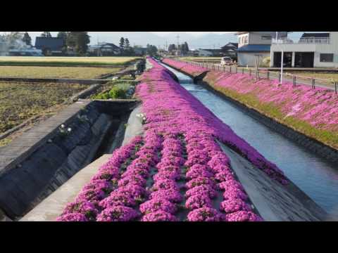 砺波市新屋敷　芝桜　2017.4.24