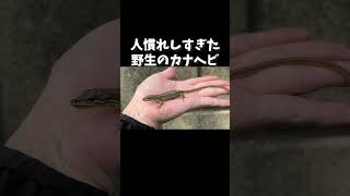 人慣れしすぎた野生のカナヘビが可愛すぎるw