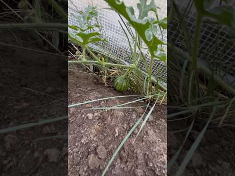 Today on the Homestead: First Time Growing Watermelons in the Colorado Mountains | Zone 4b  #shorts