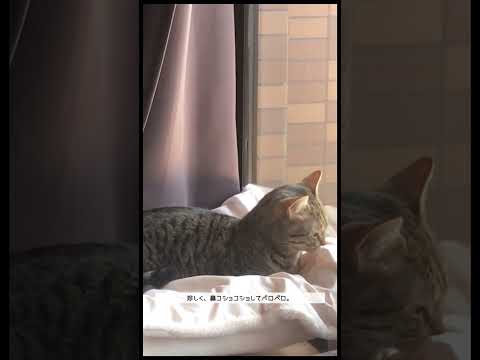 【新しい布を手に入れた猫】匂いチェックと匂い付け