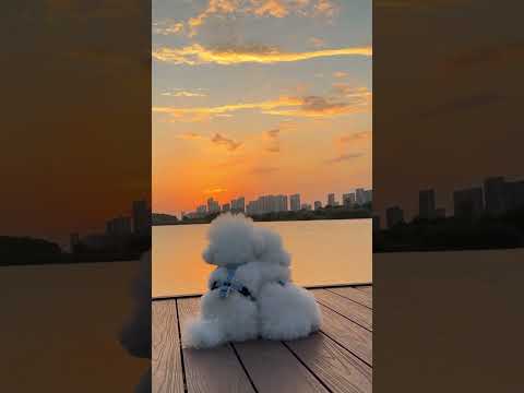 The puppy also wants to enjoy the beautiful sunset with friends. 🐶🌇🐶