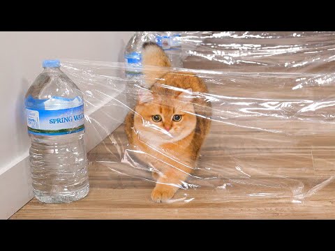 Can Kitten Beat Invisible Hurdles Challenge? | Compilation