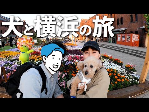 【犬と旅行】ペットと泊まれるホテルin横浜に宿泊！有名な場所全部巡ってみた【大きいトイプードル】47都道府県の旅・神奈川編