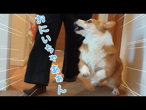 長男が好きすぎて本日も全力でストーカーしてしまうコーギー犬