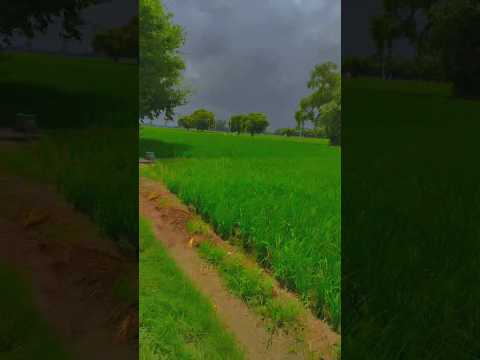 Farming #trendingshorts #farming #farmerslife #viralshort #youtubeshorts #nature #shorts