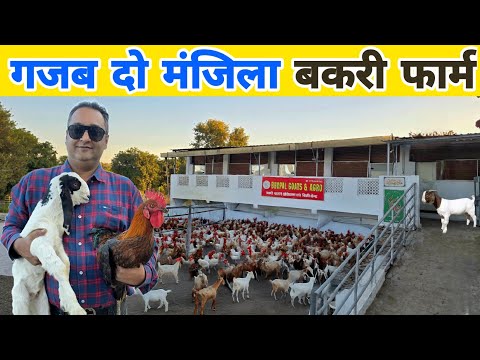 250 बकरियों का शानदार दो मंजिला फॉर्म नहीं देखा होगा | Hitech goat farming