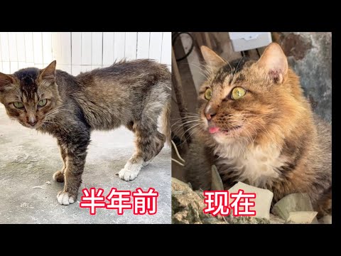 半年前重遇失踪的猫咪，半年后对比，判若两猫，逆袭成为明星