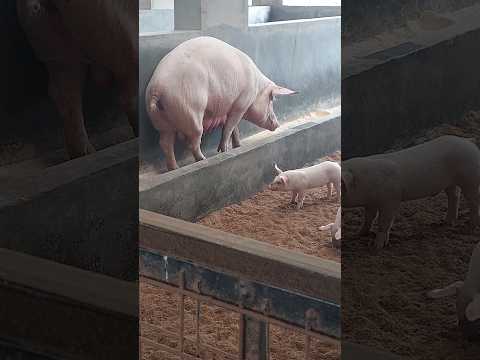 Healthy pigs, feeding well 😍 #farming #shortsfeed #farmlife #pigs