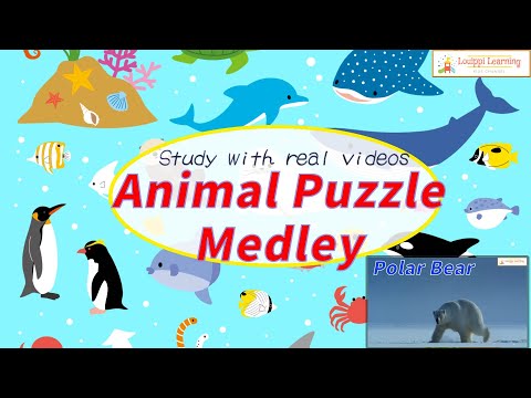 【English】 Sea animals quiz Animation Puzzles & live action video Medley Flashcards for baby kids