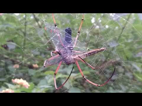 ఇదేంట్రా బాబు ఇలా ఉంది|AMAZING SPIDER|SPIDER ATTACK