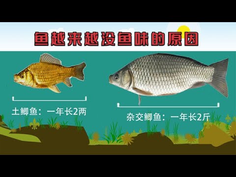 为何鲫鱼越来越没“鱼味”了？可能你买到的是1年长2斤的杂交鲫鱼