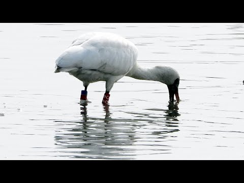 東港鎮的黑面琵鷺Platalea minor 56E （2024 11 07）