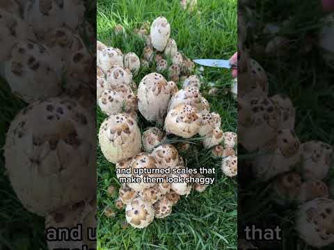 Tips for Shaggy Mane Mushroom Foraging #short #shorts