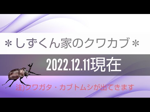 vol.706 12月でも生きてるカブトムシ🪲マルゾー🎵頑張れ✊‼️ミヤマクワガタメス女子寮の様子