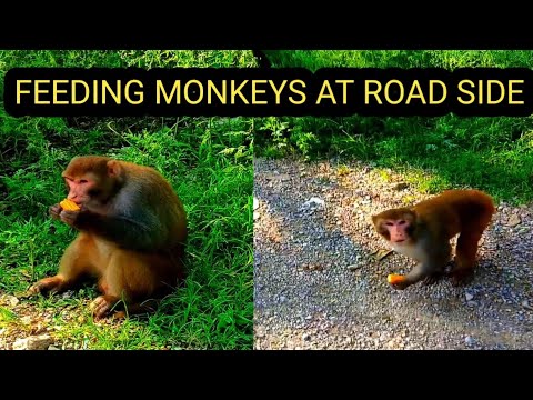 Feeding corn 🌽 to monkeys 🐒🐒🐒 at road side in Margla Hills Islamabad Pakistan 🇵🇰 #wildlife